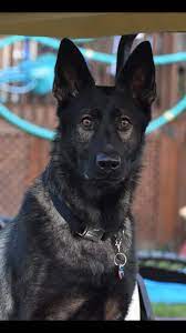 german shepherd panosundaki pin