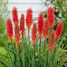Image result for Kniphofia princeae