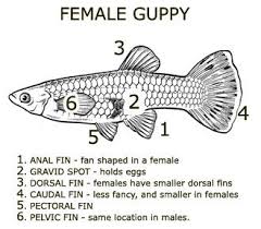 Breeding Reproduction And Care For Fry Guppy Aquarium Fish Guppy Fish