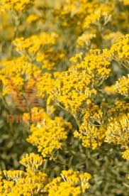 Image result for Helichrysum lastii