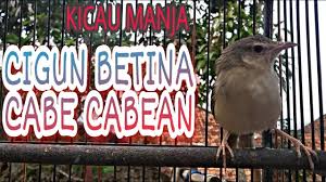 Cigun Betina Gacor Cuit Cuit Memanggil Jantan Betina Burung Kecil