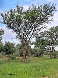 Image result for Acacia robusta