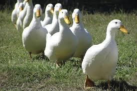 The pekin duck is a domesticated duck widely used for egg and meat production. Pekin Ducklings Purely Poultry