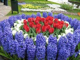 It's a popular color combo for flags. Red White And Blue Blue Flowers Garden Most Beautiful Gardens White And Blue Flowers