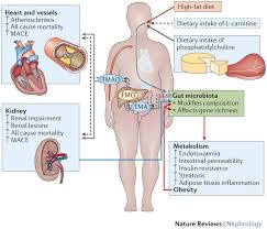 The Gut Microbiome Diet And Links To Cardiometabolic And Chronic Disorders Cardiometabolic Diseases Cmds Have Been Associated With Changes In The Composit