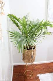 How To Care For An Indoor Majesty Palm House Full Of Summer Coastal Home Lifestyle Tropical Home Decor Majesty Palm Palm Tree Care