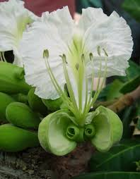 Image result for Berlinia grandiflora