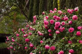Crème rosé marginé de rose carminé, ses roses rondes et pleines au parfum léger s'épanouissent dans un tourbillon d'environ 70 pétales qui s'achève en un aimable désordre. Cyclamen Pierre De Ronsard Margaret Mae Lesrosesduchemin Com