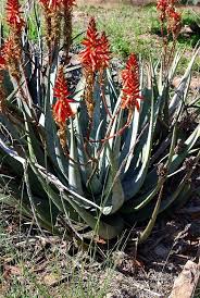 Image result for Aloe pienaarii
