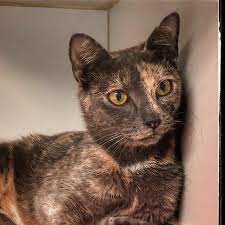 Beautiful Jordan Reposted From Cliftoncats Get Regrann This Gorgeous Face Belongs To Jordan She Is Most Beautiful Cat Breeds Cats Plush Pet Bed