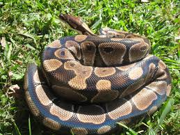 Matching mask not included, can be found in my store. Iridescent Python