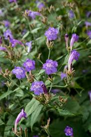 Image result for Strobilanthes