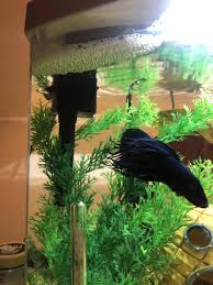 Betta Fish My Lil Dude Making A Beast Of A Bubble Nest Betta Fish Betta A Beast