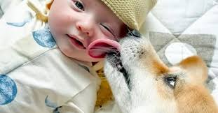 Maxine, a Corgi sensação da Internet adora andar às costas do tutor