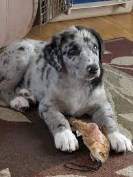 Lab Australian Shepherd Border Collie Bernese Mt Dog Mix Animals Beautiful Dog Mixes Australian Shepherd