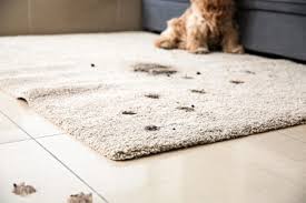When done, absorb as much residue moisture as you possibly can by laying and pressing a clean white cloth on top of the tackled section of your carpet; How To Clean Vomit From Carpet 7 Tips You Need To Know