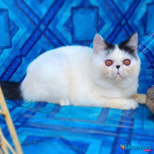 Selamat pagi semua para pecinta kucing sedunia. 100 Gambar Kucing Exotic Shorthair Paling Hist Gambar Pixabay