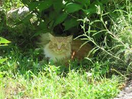 Most cats don't like the feel of large pieces of mulch, so they will avoid the areas with it. How To Keep Cats Away From The Garden Old Farmer S Almanac