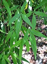 Image result for Searsia pentheri