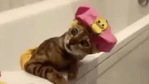 Shower Cap Cat Gifs Get The Best Gif On Giphy