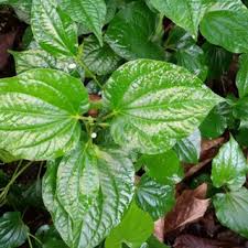 Diy kapal terbang kayu | membuat pesawat terbang mini. 70 Helai Daun Kapal Terbang Shopee Malaysia