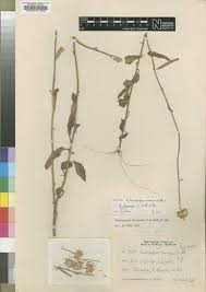 Image result for Anisopappus chinensis