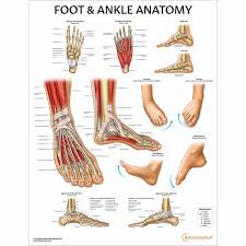 Unit of length equal to 12 inches or 30.48 cm; Foot Ankle Anatomy Chart Feet Poster Anatomical Chart