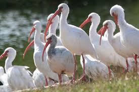 Image result for Ibis White 2017 Q1