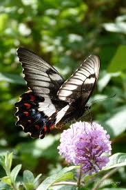 Leaf feeding caterpillars (including leaves of flowering plants, bushes and other ornamentals, vegetables and trees), azalea leafminers, green cloverworm, fruit eating caterpillars, legume feeding caterpillars, vegetable feeding caterpillars, stem and trunk boring. Orchard Swallowtail By Trish Meyer Beautiful Butterflies Swallowtail Butterfly Wings