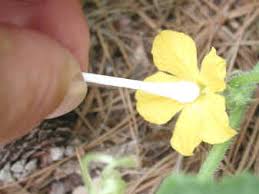 Image result for how to self pollinate cucumbers