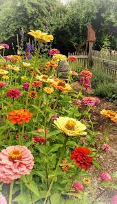 Summer Zinnia Garden Zinnia Flowers Flower Garden