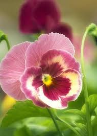 Pin On Pansies Aren T Pansies