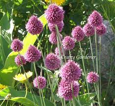 Crafty Gardener A For Alliums