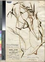 Image result for Panicum calvum