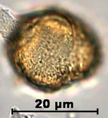 Image result for Ceratophyllaceae