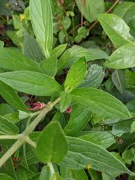 Image result for Trichodesma physaloides