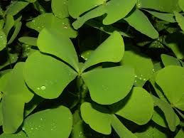 Image result for Marsilea vera