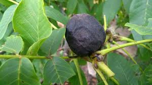 Image result for antraknóza ořešáku