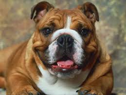 The ancestors of the olde english bulldogge originated in england between 1600 and 1700. Everything About Your English Bulldog Luv My Dogs
