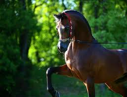 تأثير النحاس على لون شعر الخيل Beautiful Arabian Horses Horses Arabian Horse