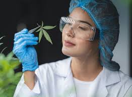 A Compound Found in Cannabis Could Make Opioids Safer — Pain News Network