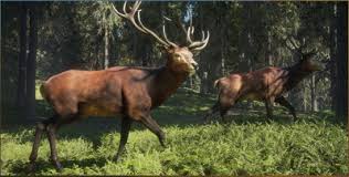 Red Deer Thehunter Call Of The Wild Wiki Fandom