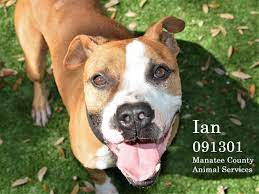 Petharbor Com Animal Shelter Adopt A Pet Dogs Cats Puppies Kittens Humane Society Spca Lost Found Animal Shelter Animals Humane Society