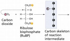 Photosynthesis