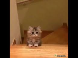 baby cats funny funny pets videos funny cat and dog videos 2019 catvideos funnycatvideos komik kediler kedi komik hayvan videolari