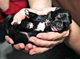 From the moment the puppies are born it is very important that mom smells her babies right away. How To Care For New Born Puppies