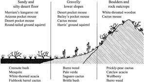Aspect values indicate the directions the physical slopes face. Influence Of Topography And Soils On Distribution Of Plants And Animals Download Scientific Diagram