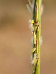 Image result for Sehima