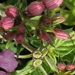 Image result for Otomeria