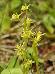 Image result for Liparis